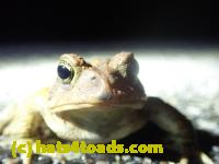 /home//u458753944/public_html/sourcegallery///////Roxborough Toad Detour/2022/2022-03-17/P3170882.JPG